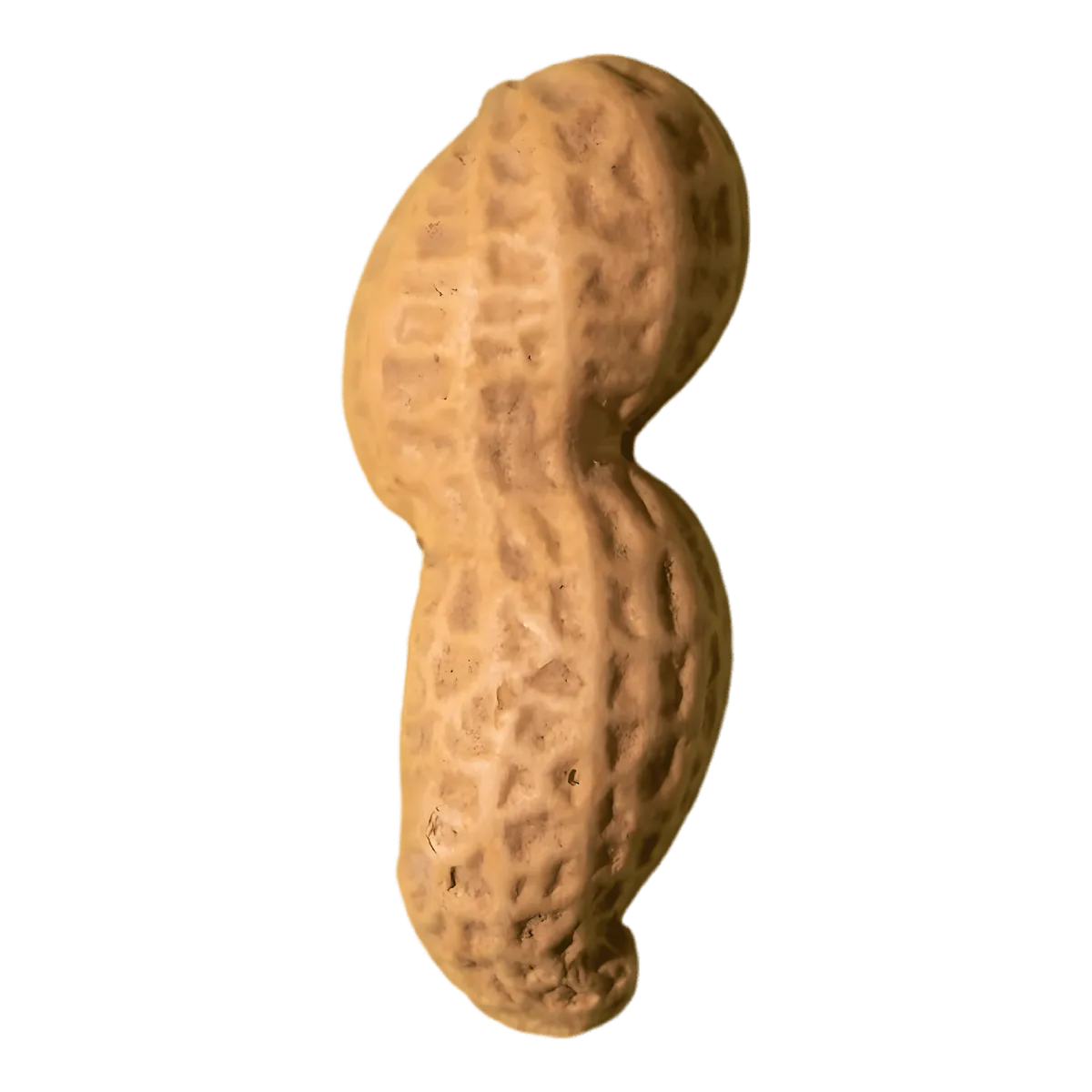 Cacahuète entière en coque grillée PROFRUIT, forme naturelle et texture rugueuse, idéale pour les amateurs de fruits secs.